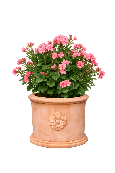 Massiver Terracotta Blumentopf aus Impruneta - Cilindro 3 rose